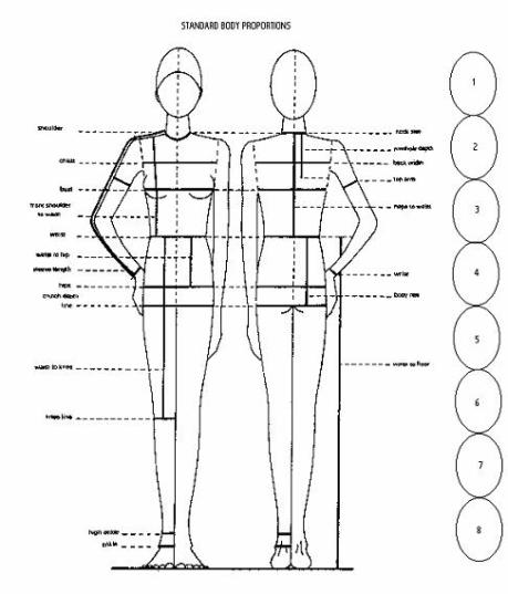 proportions of human body. ody proportions